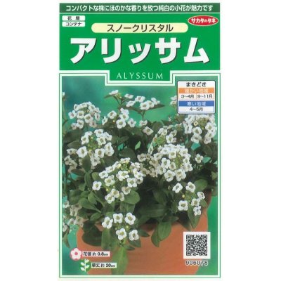 画像1: 花の種　アリッサム　スノークリスタル　約43粒　サカタのタネ（株）実咲250