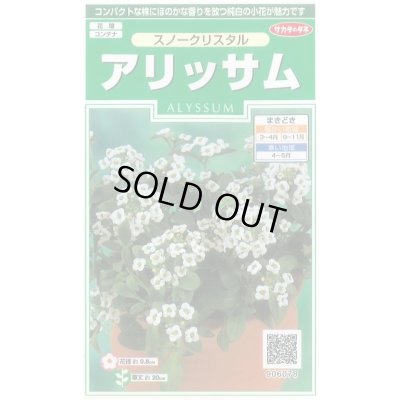 画像1: 花の種 アリッサム スノークリスタル 約43粒 (株)サカタのタネ 実咲250(026216)