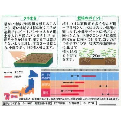 画像2: 花の種　アリッサム　スノークリスタル　約43粒　サカタのタネ（株）実咲250