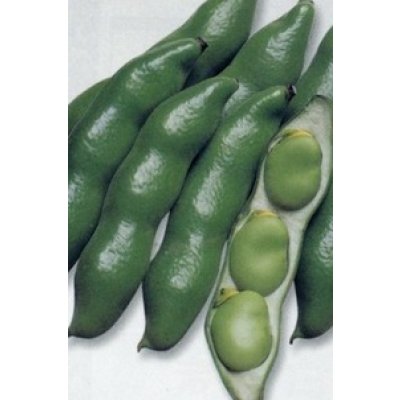 画像2: 送料無料　[そら豆]　仁徳一寸　小袋(およそ11粒)　タキイ種苗RF