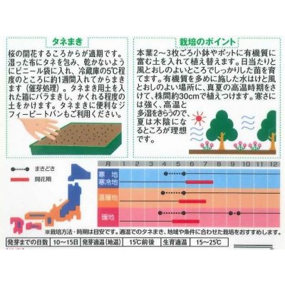 画像2: 花の種　赤花除虫菊　ロビンソンミックス　約125粒　サカタのタネ（株）実咲250