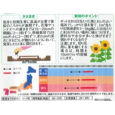 画像2: 花の種　ひまわり　かがやき 　約14粒　サカタのタネ（株）実咲250