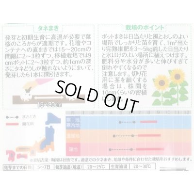 画像2: 送料無料　花の種　ひまわり　かがやき　約14粒　(株)サカタのタネ　実咲250（026273）