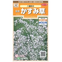 花の種　宿根 かすみ草　八重咲き　約110粒　サカタのタネ（株）実咲200