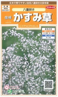 花の種　宿根 かすみ草　八重咲き　約110粒　サカタのタネ（株）実咲200