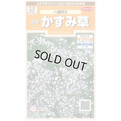 画像1: 花の種 宿根 かすみ草 八重咲き 約110粒 (株)サカタのタネ 実咲200（026312）