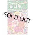 送料無料　花の種　百日草　(ジニア)　ワーリーギッグ　約60粒　(株)サカタのタネ　実咲250（026284）