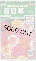 送料無料　花の種　百日草　(ジニア)　ワーリーギッグ　約60粒　(株)サカタのタネ　実咲250（026284）