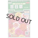 送料無料　花の種　百日草　(ジニア)　ワーリーギッグ　約60粒　(株)サカタのタネ　実咲250（026284）