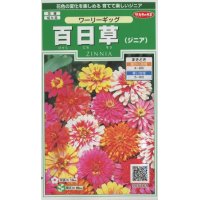 花の種　百日草 （ジニア）　ワーリーギッグ   約60粒　サカタのタネ（株）実咲250