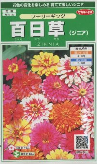 花の種　百日草 （ジニア）　ワーリーギッグ   約60粒　サカタのタネ（株）実咲250