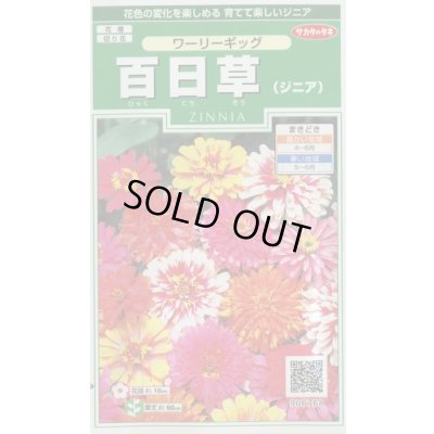画像1: 送料無料　花の種　百日草　(ジニア)　ワーリーギッグ　約60粒　(株)サカタのタネ　実咲250（026284）