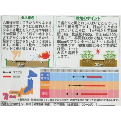 画像2: 送料無料　花の種　百日草　(ジニア)　ワーリーギッグ　約60粒　(株)サカタのタネ　実咲250（026284）