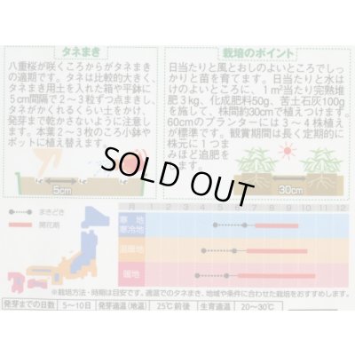 画像2: 送料無料　花の種　百日草　(ジニア)　ワーリーギッグ　約60粒　(株)サカタのタネ　実咲250（026284）