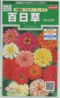 送料無料　花の種　百日草(ジニア)　中輪系プルチノミックス　約40粒　(株)サカタのタネ　実咲250（026283）