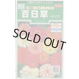 送料無料　花の種　百日草(ジニア)　中輪系プルチノミックス　約40粒　(株)サカタのタネ　実咲250（026283）