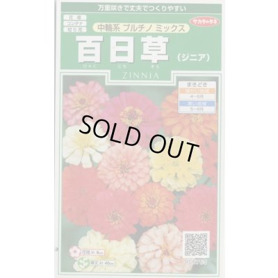 画像1: 送料無料　花の種　百日草(ジニア)　中輪系プルチノミックス　約40粒　(株)サカタのタネ　実咲250（026283）
