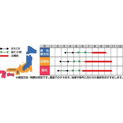 画像2: 送料無料 [ししとう] 翠臣 20ml (株)サカタのタネ