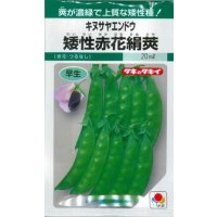 送料無料　[えんどう]　キヌサヤエンドウ　矮性赤花絹莢　18ml　GF