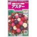 画像1: 花の種　アスター　あずみ混合　約143粒　サカタのタネ（株）　実咲350 (1)