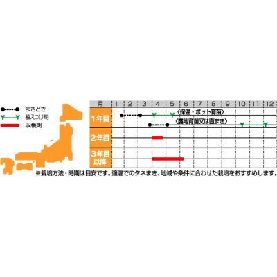 画像2: [アスパラガス]　ウェルカム　約20粒　サカタのタネ（株）　実咲400