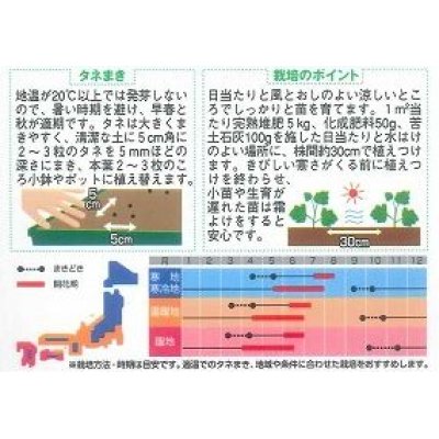 画像2: 花の種　デルフィニウム　パシフィックジャイアント　約30粒　サカタのタネ（株）実咲350