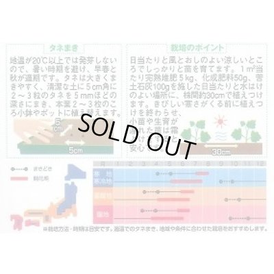 画像2: 送料無料　花の種　デルフィニウム　パシフィックジャイアント　約30粒　(株)サカタのタネ　実咲250（026257）