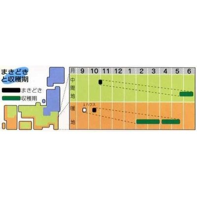 画像3: 送料無料　[そら豆]　仁徳一寸　小袋(およそ11粒)　タキイ種苗RF
