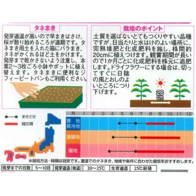 画像2: 花の種　千日紅　ネオンローズ　約50粒　サカタのタネ（株）実咲350