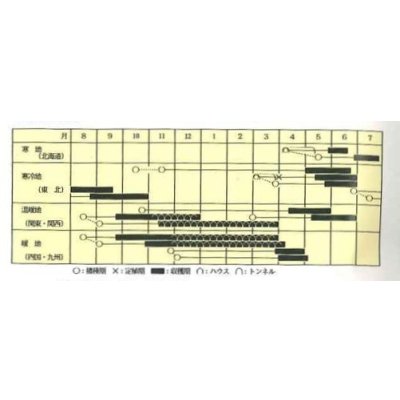 画像2: 送料無料　[えんどう]　平成1号　えんどう　1dl　ヴィルモランみかど（株）