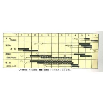 画像2: [えんどう]　平成1号　えんどう　　1dl　ヴィルモランみかど