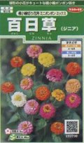 送料無料　花の種　百日草(ジニア)　極小切り花用　ミニポンポンミックス　約29粒　(株)サカタのタネ　実咲250（026285）