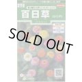 送料無料　花の種　百日草(ジニア)　極小切り花用　ミニポンポンミックス　約29粒　(株)サカタのタネ　実咲250（026285）