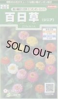 送料無料　花の種　百日草(ジニア)　極小切り花用　ミニポンポンミックス　約29粒　(株)サカタのタネ　実咲250（026285）