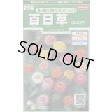 送料無料　花の種　百日草(ジニア)　極小切り花用　ミニポンポンミックス　約29粒　(株)サカタのタネ　実咲250（026285）