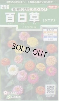 送料無料　花の種　百日草(ジニア)　極小切り花用　ミニポンポンミックス　約29粒　(株)サカタのタネ　実咲250（026285）