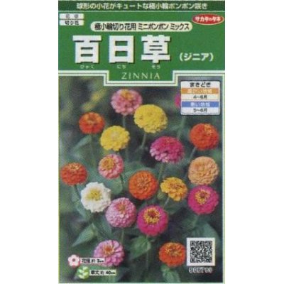 画像1: 花の種　百日草（ジニア）　極小 切り花用　ミニポンポンミックス　約29粒　サカタのタネ（株）実咲250