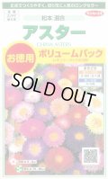 送料無料　花の種　アスター　松本混合　ボリュームパック　約558粒　(株)サカタのタネ　実咲500（026378）