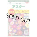 送料無料　花の種　アスター　松本混合　ボリュームパック　約558粒　(株)サカタのタネ　実咲500（026378）