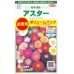 画像1: 花の種　アスター　松本混合　ボリュームパック　約558粒　サカタのタネ（株）実咲500 (1)