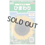 送料無料　花の種　ひまわり　かがやき　約14粒　(株)サカタのタネ　実咲250（026273）