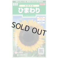 送料無料　花の種　ひまわり　かがやき　約14粒　(株)サカタのタネ　実咲250（026273）