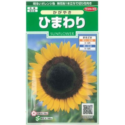 画像1: 花の種　ひまわり　かがやき 　約14粒　サカタのタネ（株）実咲250