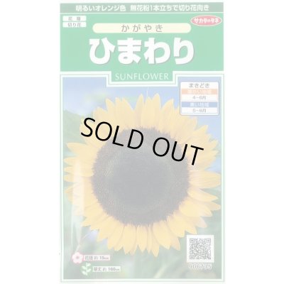画像1: 送料無料　花の種　ひまわり　かがやき　約14粒　(株)サカタのタネ　実咲250（026273）