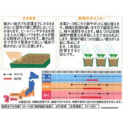 画像2: [花種/小袋]　桔梗 五月雨混合　約167粒　　（株）サカタのタネ　実咲200