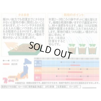 画像2: 花の種 桔梗 五月雨混合 約167粒 (株)サカタのタネ 実咲200（026315）
