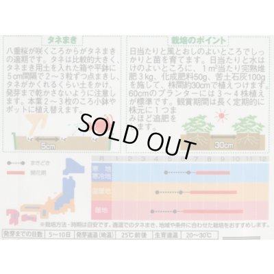 画像2: 送料無料　花の種　百日草(ジニア)　中輪系プルチノミックス　約40粒　(株)サカタのタネ　実咲250（026283）