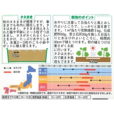 画像2: 花の種　たちあおい　ホリホック　サマーカーニバル  約25粒　サカタのタネ（株）実咲250