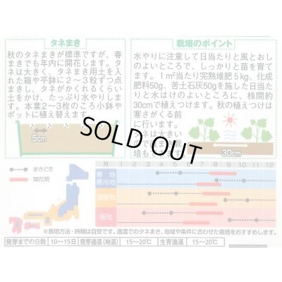 画像2: 花の種 たちあおい サマーカーニバル 約25粒 (株)サカタのタネ 実咲250(026292)