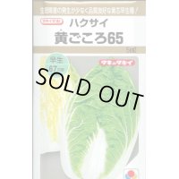 [白菜]　黄ごころ65　5ml　タキイ交配